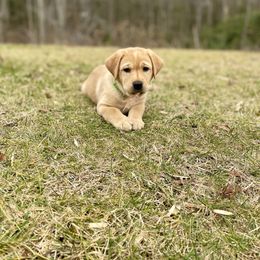 Labrador Retriever Puppies from DeVoy Country Labs