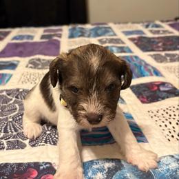 Boy 4 - Parti male Miniature Schnauzer puppy in Dunlap, Tennessee from Beards of Glory