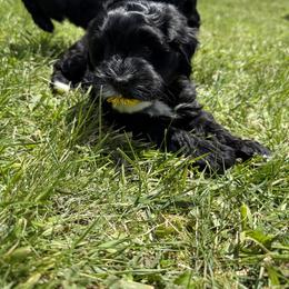 Australian Labradoodle and Labradoodle Puppies from Tango Wool Labradoodles