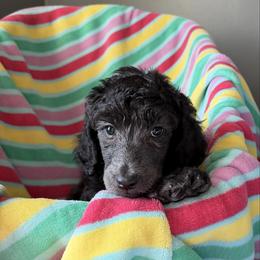 Girl 1 - Silver female Poodle puppy in State College, Pennsylvania from Brookside Standard Poodles
