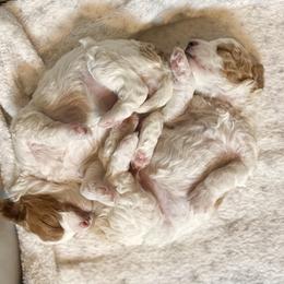 Cavapoo Puppies from Patriot Pups Cavapoos