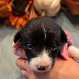 Female 1 - Black tri-color female Assorted Doodle Crosses puppy in Mouth Of Wilson, Virginia from Holly Ridge Aussies, Aussiedoodles & Corgis