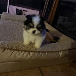 Buster JR - Black parti male Pomeranian puppy in Marshville, North Carolina from POM POM LOVE