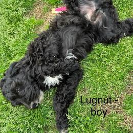 Lugnut - Black male Goldendoodle puppy in Water Valley, Mississippi from Olympian Doodles