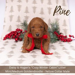 Pine- Yellow Collar Boy - Red  male Goldendoodle puppy in Meadville, Pennsylvania from Doodle Paws Pups
