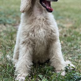 Poodle Puppies from Honeycutt Akc Standard Poodles