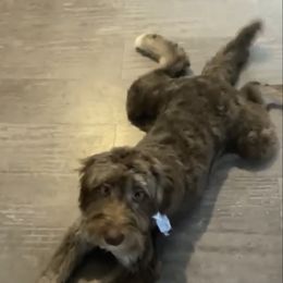 Aussiedoodle All Grown Up from Sand Hill Aussies and Doodles
