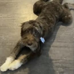 Aussiedoodle All Grown Up from Sand Hill Aussies and Doodles