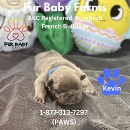 Kevin - Blue fawn male French Bulldog puppy in Michigan from Fur Baby Farms