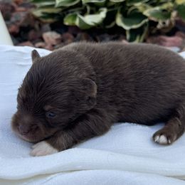 Cooper - Chocolate male Pomsky puppy in Oak Forest, Illinois from Illinois Poms