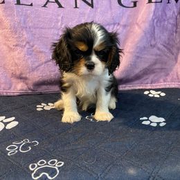 Black Russian Terrier and Cavalier King Charles Spaniel Puppies from Ocean Gem & Guardian Bears
