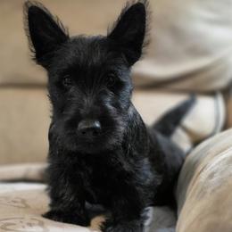 Red Brindle Male - Red brindle male Scottish Terrier puppy in Eva, Alabama from Schulte's  Scottish Terriers
