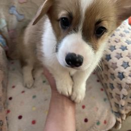 Tank - Red Pembroke Welsh Corgi puppy in Dickinson, Texas from Gulf Coast Corgis