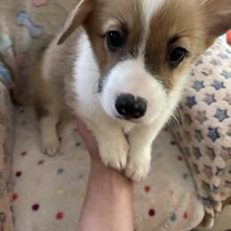 Tank - Red Pembroke Welsh Corgi puppy in Dickinson, Texas from Gulf Coast Corgis
