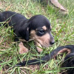 Purple collar - Black and cream female Dachshund puppy in Eustis, Florida from K8’s Dachshunds