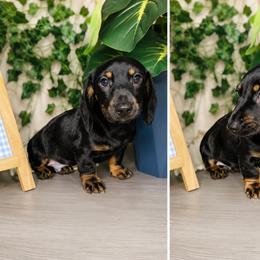 Lil Jon - Black and tan male Dachshund puppy in Richwood, West Virginia from Wild and Wonderful Wieners