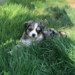 Australian Shepherd Puppies from Elemental Shepherds