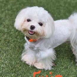 Evie - Maltese