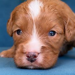 Rooster - Red male Assorted Doodle Crosses puppy in Yuciapa, California from AlltheDoodlez_