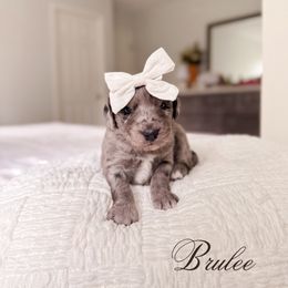 Brulee - Blue merle female Bernedoodle puppy in Cold Spring, Minnesota from A.N.A. Doodles
