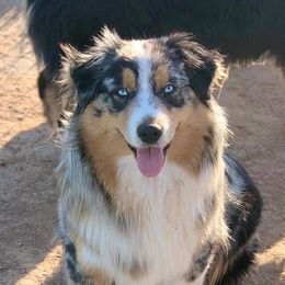 Macey - Miniature Australian Shepherd