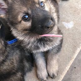 German Shepherd Puppies from Olsen Creek Kennels