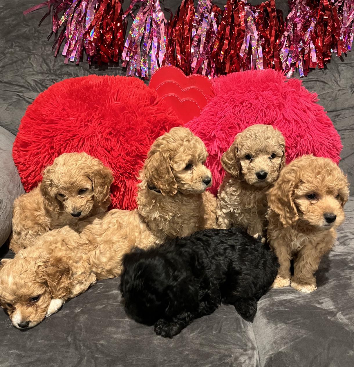 fgn in Utah | Cockapoo puppies | Good Dog