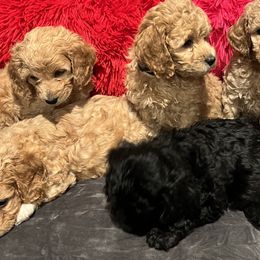 Cockapoos from fgn
