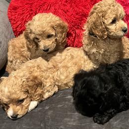 Cockapoos from fgn