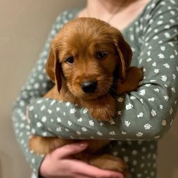 Assorted Doodle Crosses and Golden Retriever Puppies from Golden Palms Puppies