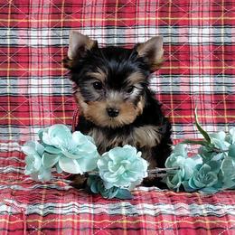 Jackson - Blue and gold male Yorkshire Terrier puppy in Pinellas Park, Florida from Silversands Yorkshire Terriers