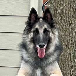 Ohana - Belgian Tervuren