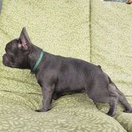 French Bulldog Puppies from LA_Texas Frenchie's