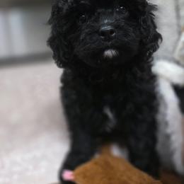 Kobe - Black and white male Cavapoo puppy in Seymour, Missouri from Fairview's Precious Pups
