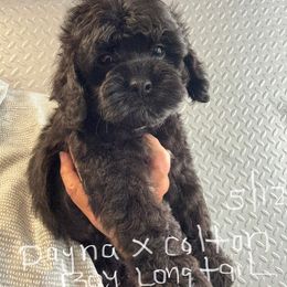 Black boy 2 - Black male Cockapoo puppy in Haines City, Florida from Camic Cockapoos
