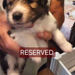 Shetland Sheepdog Puppies from Country Acres Shetland Sheepdogs