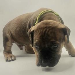 Male - Fawn male Boerboel puppy in Flemingsburg, Kentucky from Aussgardian Boerboels