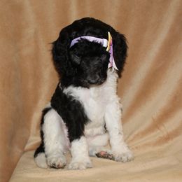 Aussiedoodle and Poodle Puppies from Covington Acres