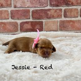 Jessie - Red female Dachshund puppy in Goodyear, Arizona from AZ Low Life Doxies