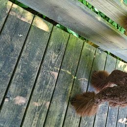 Poodle Puppies from My Buddies Puppies