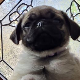 Girl 3 - Fawn Pug puppy in Heidelberg, Mississippi from Pugs of Blackfoot