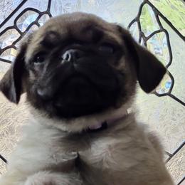 Girl 3 - Fawn Pug puppy in Heidelberg, Mississippi from Pugs of Blackfoot