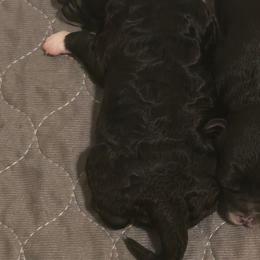 Bella - Black female Cavapoo puppy in Perham, Minnesota from Steel Horse Kennels Inc