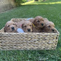 Golden Retriever Puppies from Rocky Mountain Field Goldens