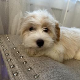 Flynn - White male Havanese puppy in Clearwater, Florida from Havanese Loves