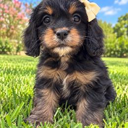 Wanda - Scarlet Witch - Tri-color female Cavapoo puppy in Austin, Texas from Haus of Doodles