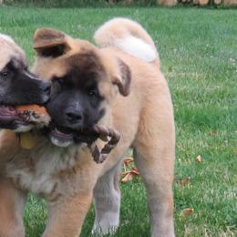 Akita from Audacious Akitas