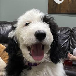 Lucy - Sheepadoodle