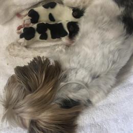 Mazie - Yorkshire Terrier