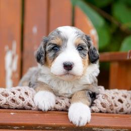Rain - Merle female Bernedoodle puppy in Spokane, Washington from Lilac City Doodles